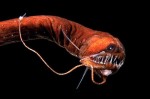 dragonfish