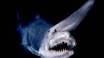 goblin shark